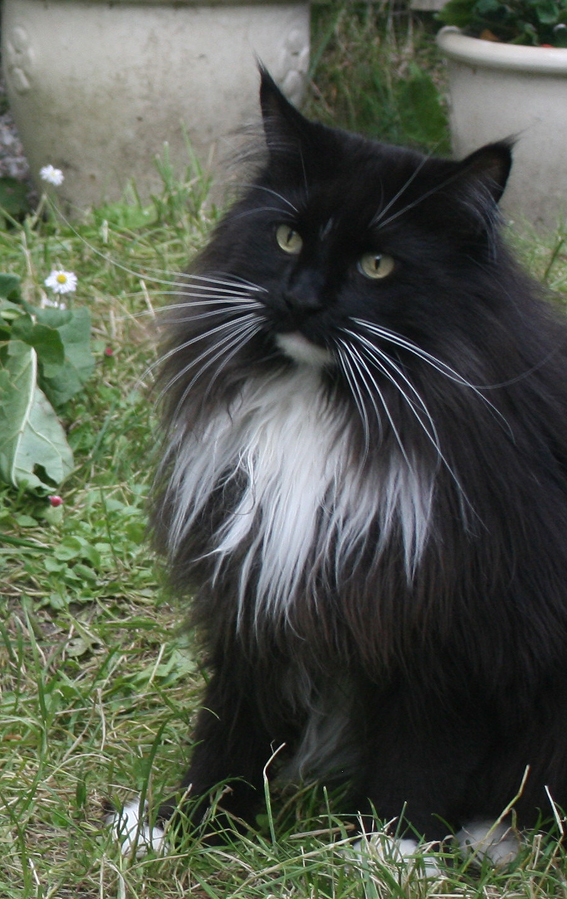 Onyx-100615-1.jpg