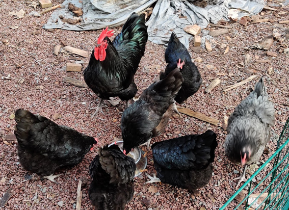 Australorp