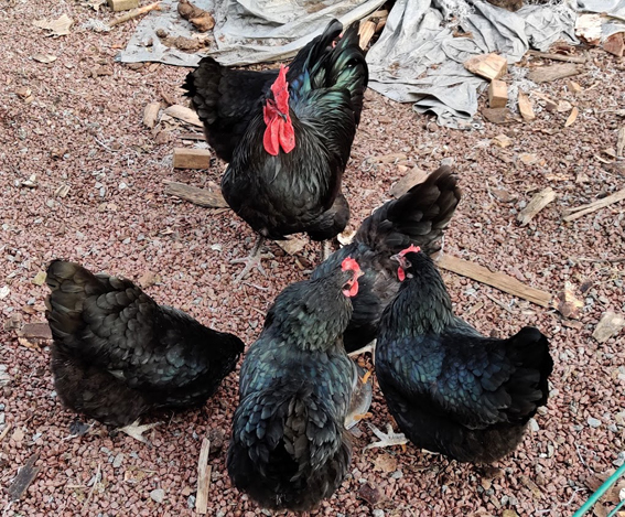 Australorp