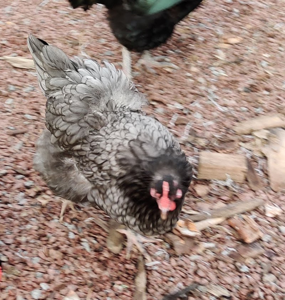 Australorp