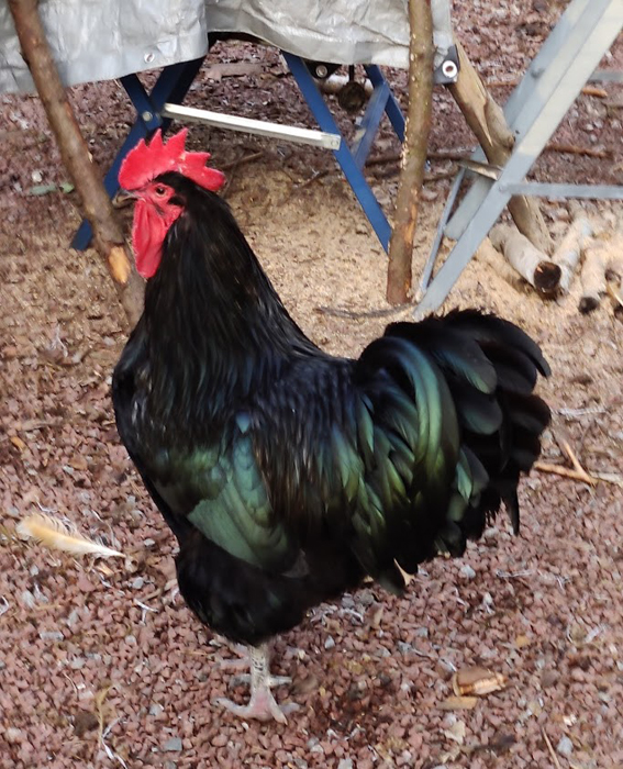 Australorp