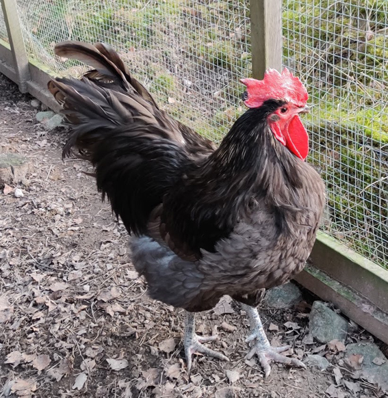 Australorp