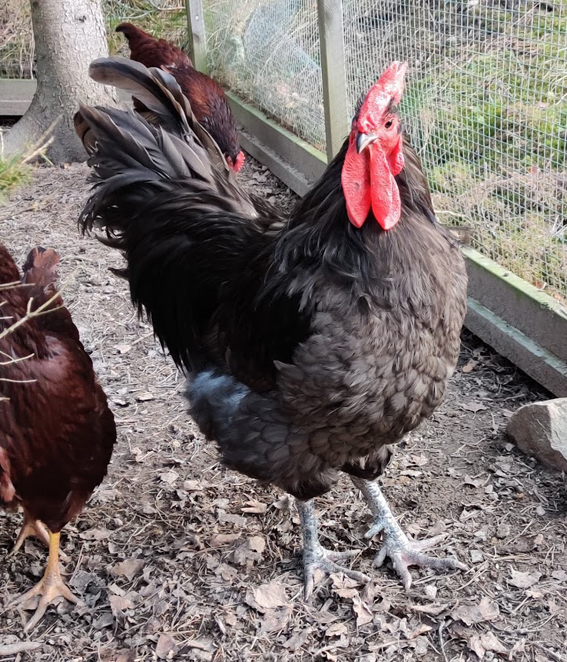 Australorp